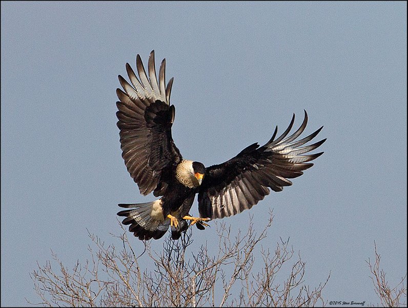 _5SB9326 crested caracara.jpg